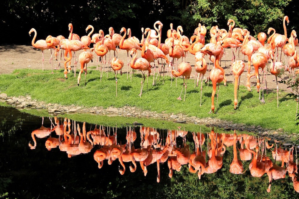 flamingi Kuba
