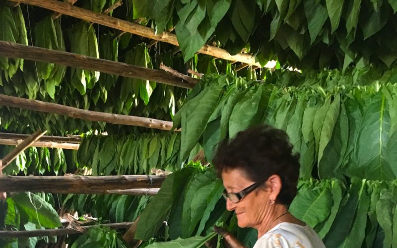 Jak powstają i jakie są najlepsze kubańskie cygara