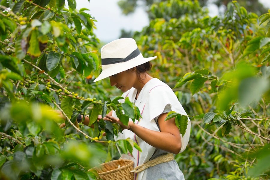 plantacja kawy Hola Colombia