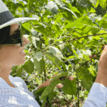 Wizyta w Trójkącie Kawowym – sercu kolumbijskiej arabiki