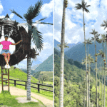 Valle de Cocora – w krainie palm, które sięgają nieba